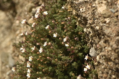 Chaenorhinum origanifolium crassifolium