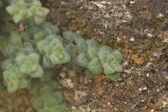 Chaenorhinum origanifolium crassifolium