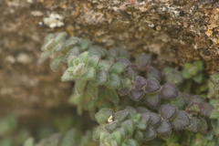 Chaenorhinum origanifolium crassifolium