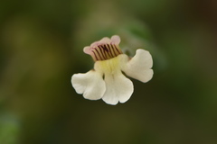 Chaenorhinum origanifolium crassifolium