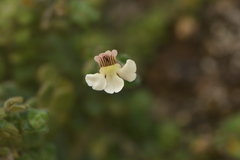 Chaenorhinum origanifolium crassifolium