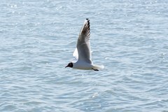 Chroicocephalus ridibundus