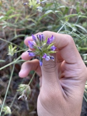 Bituminaria