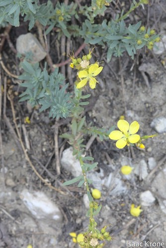King's flax (Linum kingii)