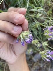 Bituminaria
