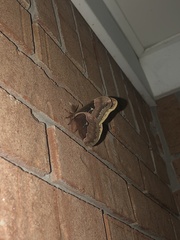 Callosamia angulifera