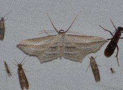 Arcobara multilineata