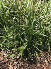 Carex morrowii