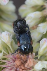 Saxinis saucia