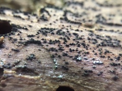 Berkleasmium concinnum