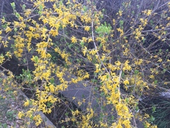 Forsythia koreana