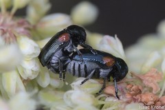 Saxinis saucia