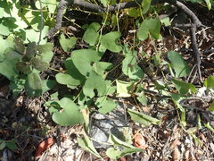 Aristolochia clematitis