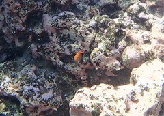 Pomacentrus bankanensis