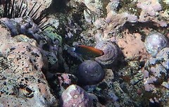 Pomacentrus bankanensis