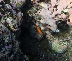 Pomacentrus bankanensis