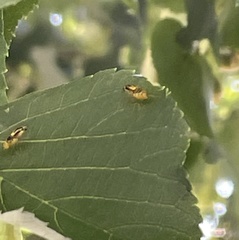 Eucallipterus tiliae