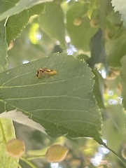 Eucallipterus tiliae
