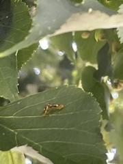 Eucallipterus tiliae