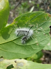 Lophocampa caryae