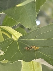 Eucallipterus tiliae
