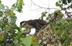 Cercopithecus ascanius schmidti
