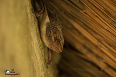 Taphozous mauritianus