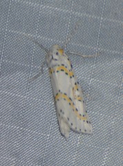 Philtraea paucimacula