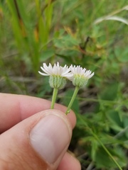 Erigeron pumilus