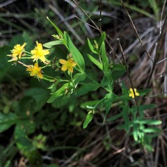 Hypericum majus