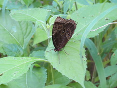 Morpho helenor octavia