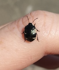 Tritomegas bicolor