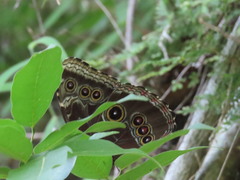 Morpho helenor octavia