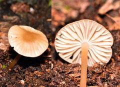 Mycena metata
