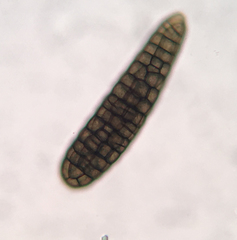 Berkleasmium concinnum