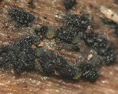 Berkleasmium concinnum