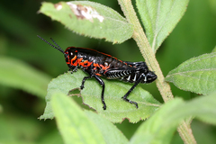 Dactylotini