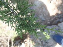 Juniperus phoenicea