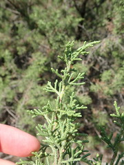 Juniperus phoenicea