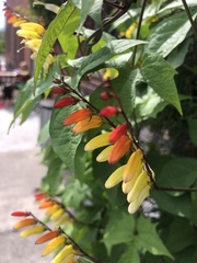 Ipomoea lobata
