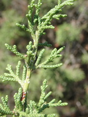 Juniperus phoenicea