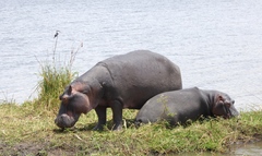 Hippopotamus amphibius image