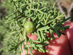 Juniperus phoenicea