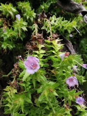 Echium pininana