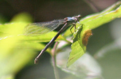 Chromagrion conditum