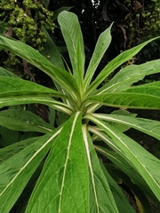 Echium pininana