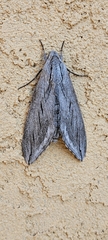 Sphinx asellus
