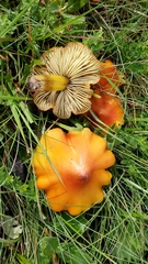 Hygrocybe