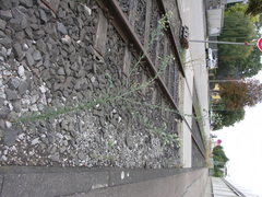 Erigeron bonariensis