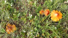 Hygrocybe